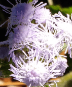 11Jan2018 sm purple flowers