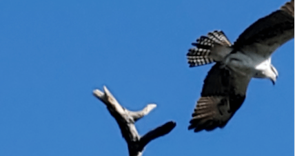 Pendarvis Cove Park / Ospreys – Águilas&nbsp;Pescadoras