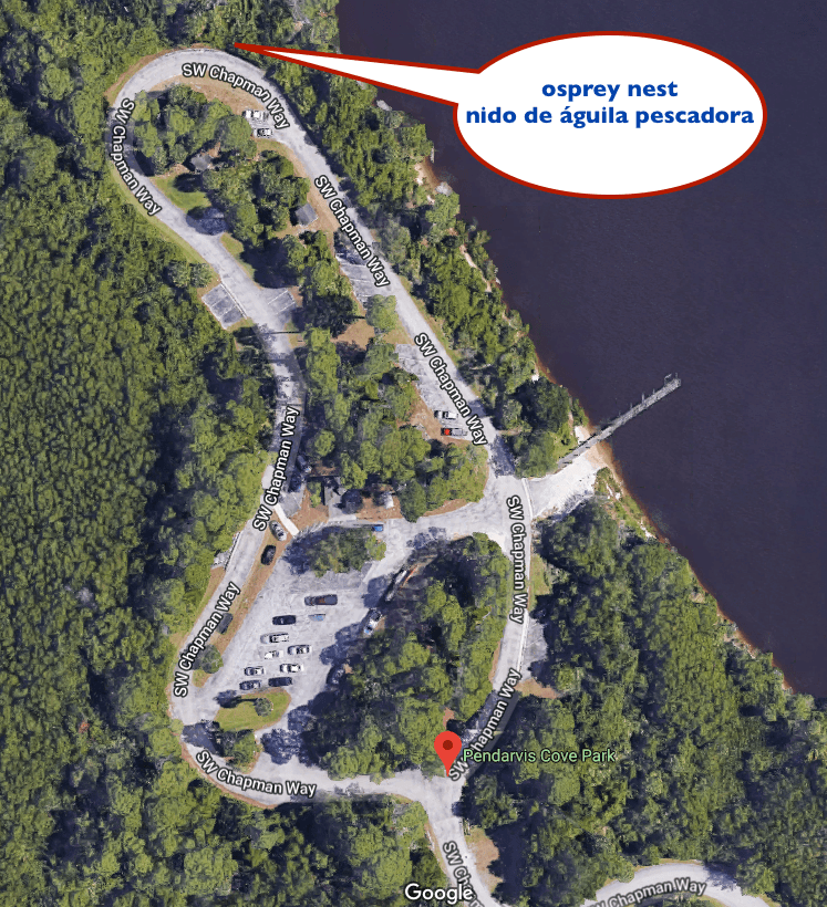 osprey_nest_february_2019